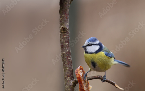 little blue tit has found food on a tree branch ....