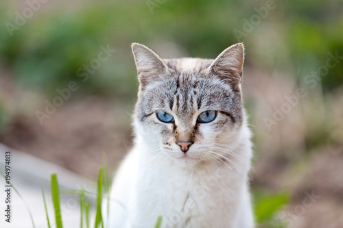 Cute blue-eyed cat walking outdoors