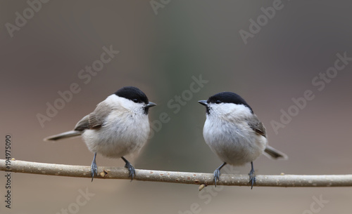 Two willow tits sit on a thin a branch, facing each other ...