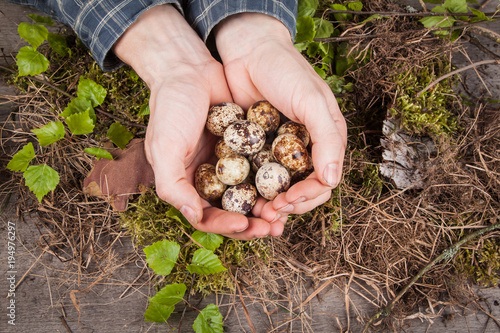 quail eggs in hands