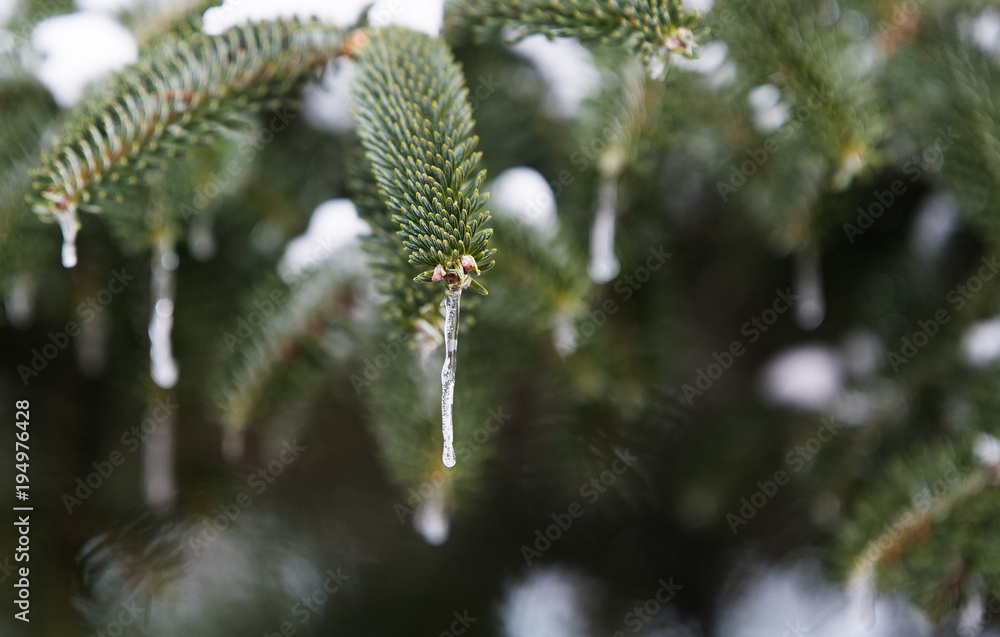Christmas tree covered with white crystals of ice