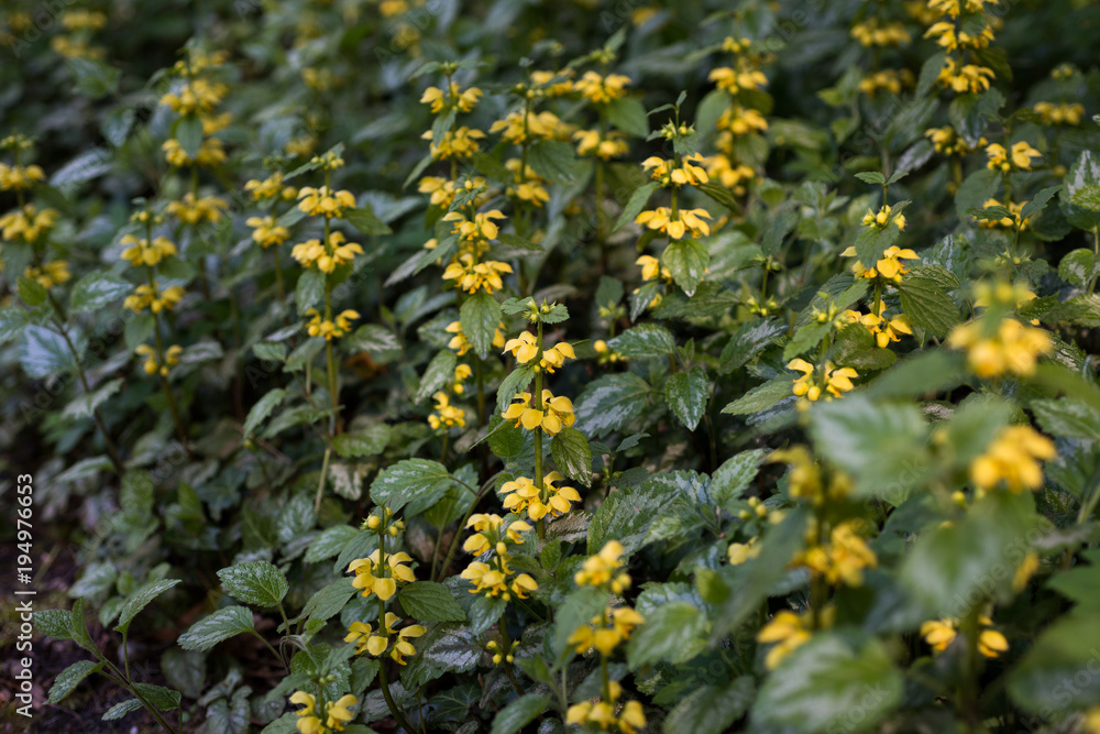 Flowers Lamium yellow blossoms in spring Flowers Lamium yellow blossoms in spring