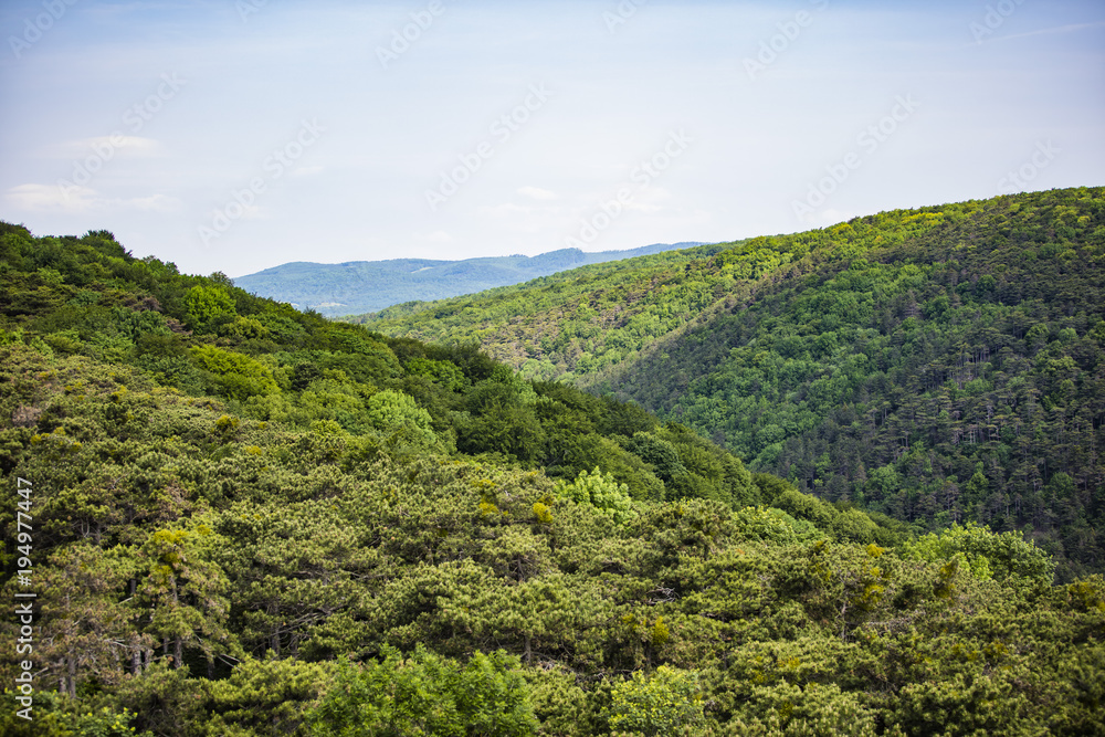 hills covered with spring forest 