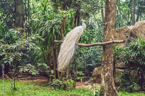 white peacock sitting on a branch in the park
