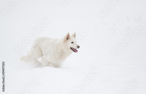 white Swiss Shepherd on a winter walk