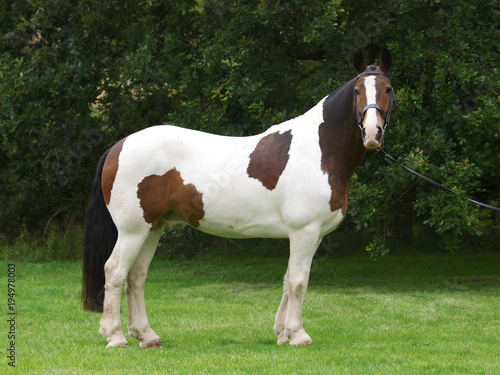 Standing Cob