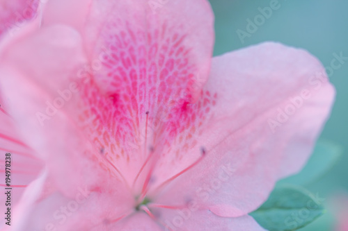  blur floral background lush fresh azalea flowers © lms_lms