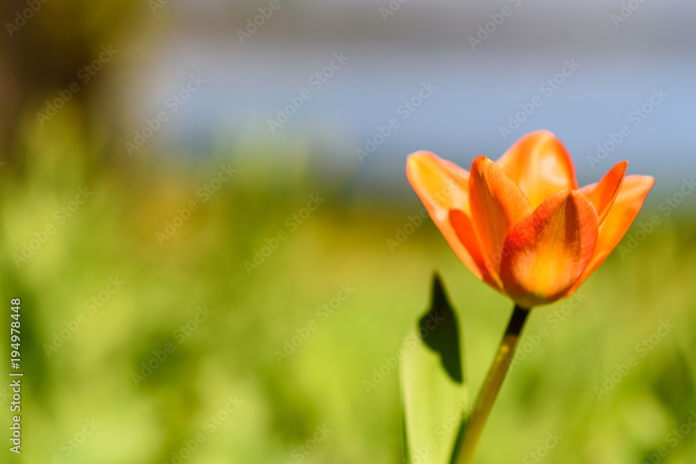 Tulpen im Frühling auf einer Wiese