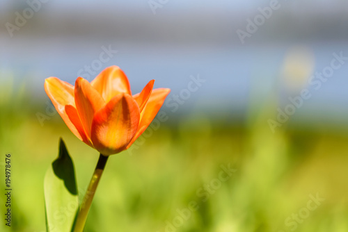 Tulpen im Fr  hling auf einer Wiese