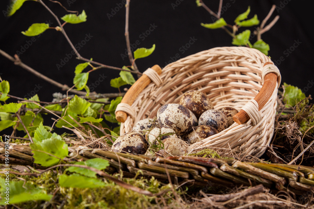 Obraz premium quail egg in basket on black background.