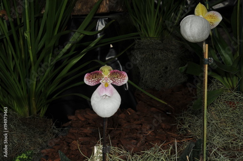 Fototapeta Naklejka Na Ścianę i Meble -  orchidée