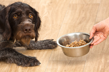 hand holding a bowl with meal for dog