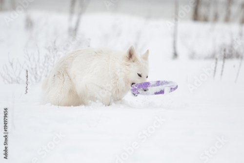 white Swiss Shepherd on a winter walk