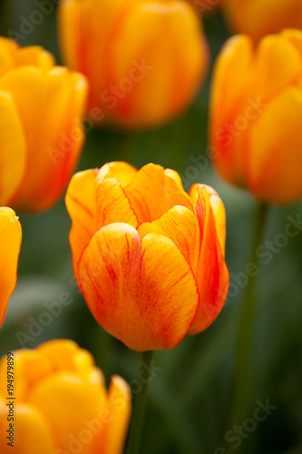 Orange lion tulips blooming