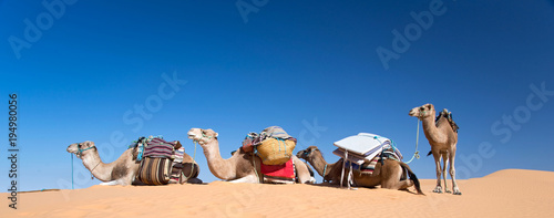 Panorama of camels in the Sand dunes desert of Sahara, South Tunisia