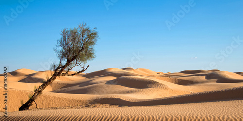 Photo Sand dunes in the desert of Sahara, South Tunisia