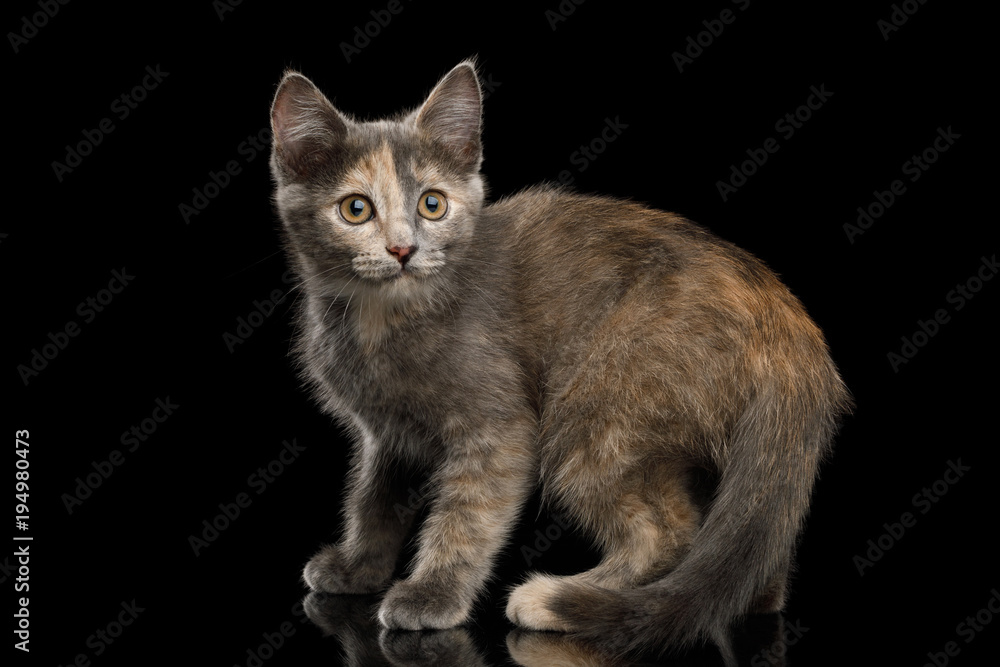 Fototapeta premium Playful Tortoise Kitten, Standing with beautiful tail, side view on Isolated Black Background