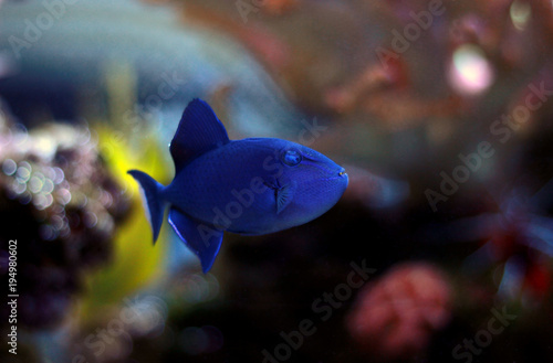 Niger Triggerfish (Odonus niger) photo