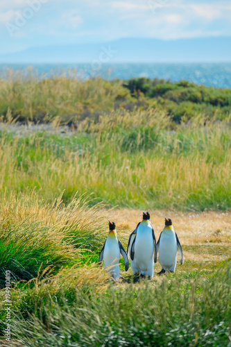 Vászonkép Group of King Penguins