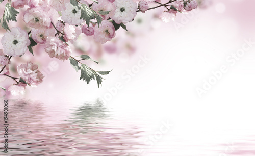 Flowers background with amazing spring sakura with butterflies. Flowers of cherries.