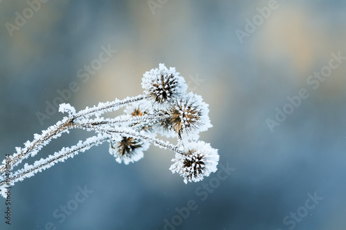 burdock plants covered with white fluffy crystals of cold ice