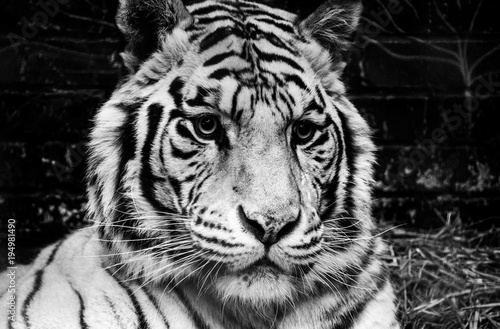 wild white tiger