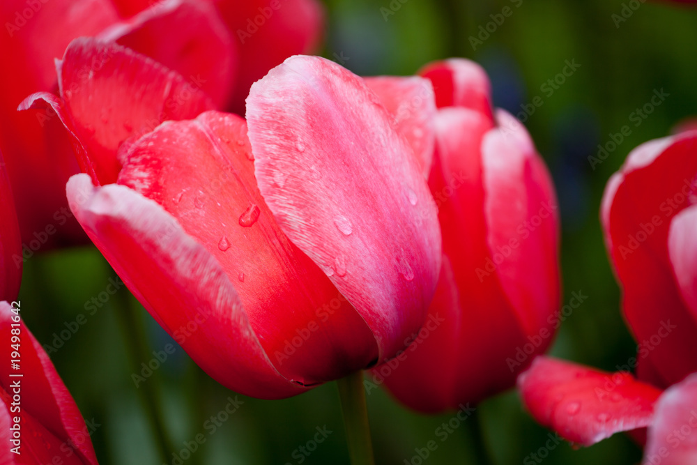 Pink impression tulips blooming Pink impression tulips blooming