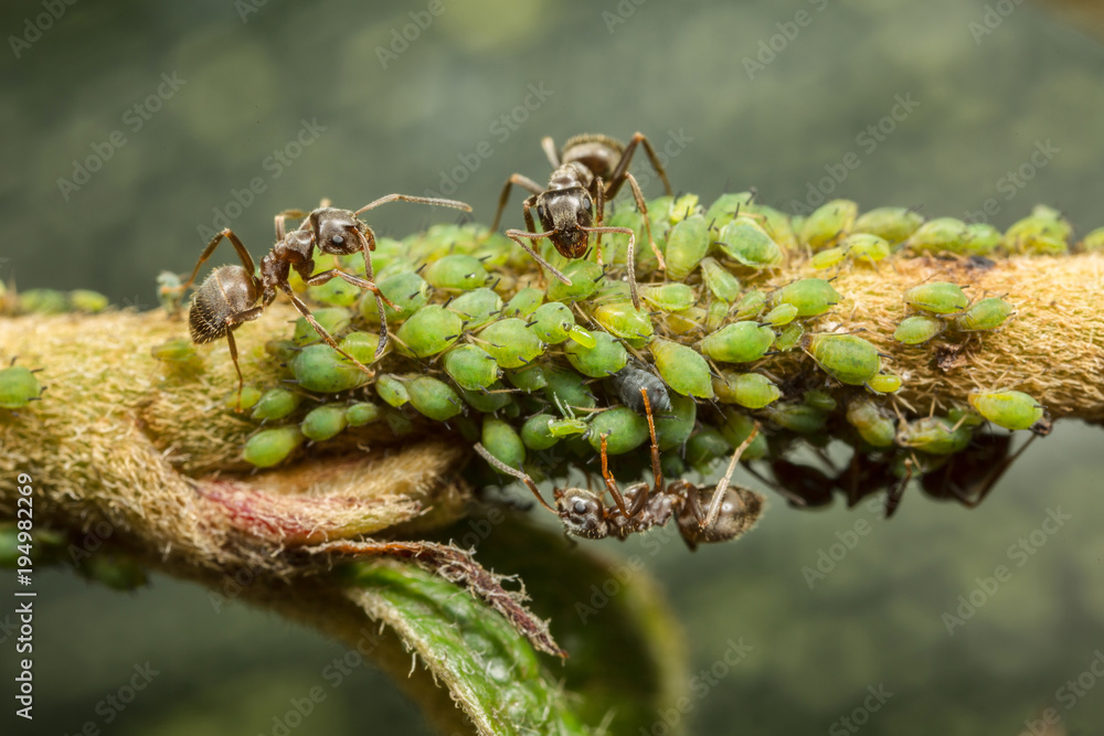 Ants collecting honeydew from aphids Ants collecting honeydew from aphids
