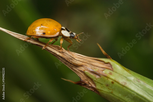 Harlequin Ladybird or Ladybug - Harmonia axyridis