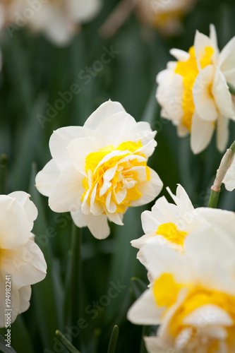 Fototapeta Naklejka Na Ścianę i Meble -  Blooming Daffodil Lingerie close up