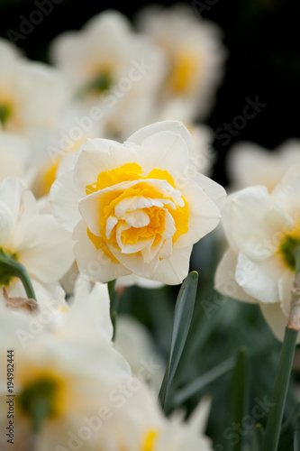 Fototapeta Naklejka Na Ścianę i Meble -  Blooming Daffodil Lingerie close up