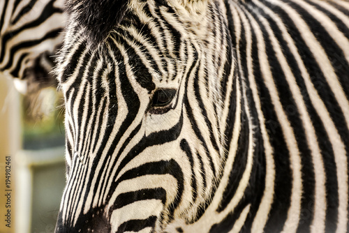 Fototapeta Naklejka Na Ścianę i Meble -  Zebra closeup 