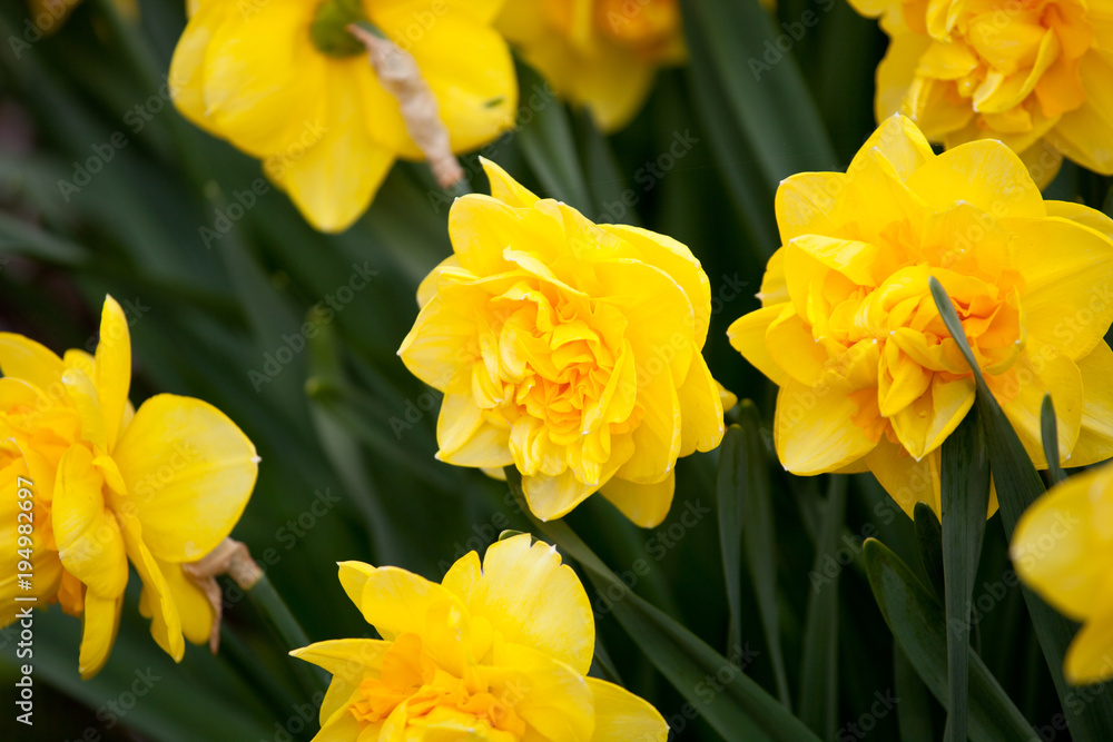 Blooming Daffodil La Torche close up