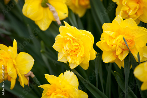 Fototapeta Naklejka Na Ścianę i Meble -  Blooming Daffodil La Torche close up