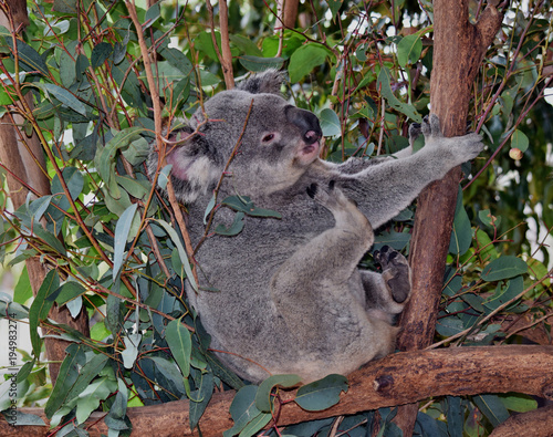 Fototapeta Naklejka Na Ścianę i Meble -  Cute koala looking on a tree branch eucalyptus