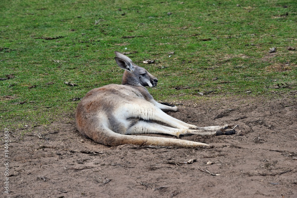 Wild grey kangaroo resting in the park Wild grey kangaroo resting in the park