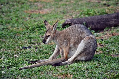 Fototapeta Naklejka Na Ścianę i Meble -  Young cute wild gray wallaby kangaroo