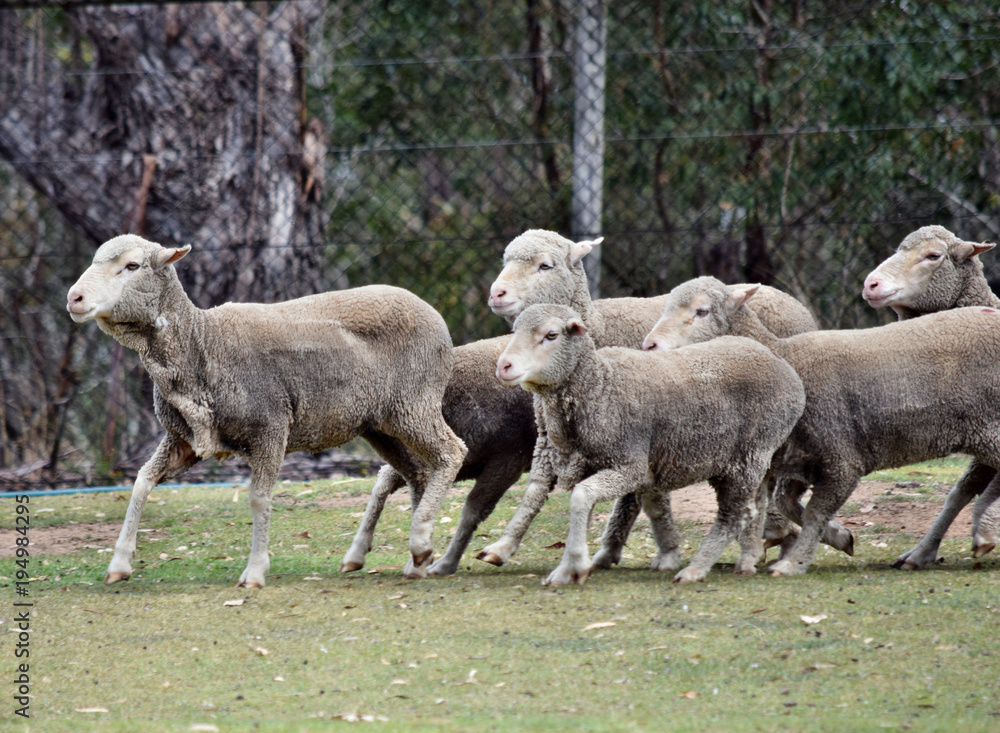Escaping sheeps in agriculture farm in Australia Escaping sheeps in agriculture farm in Australia