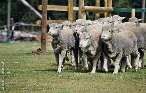 Walking group of sheeps