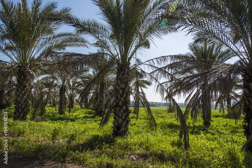 Palm trees plantation