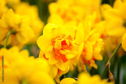 Fototapeta Naklejka Na Ścianę i Meble -  Blooming Daffodil La Torche close up