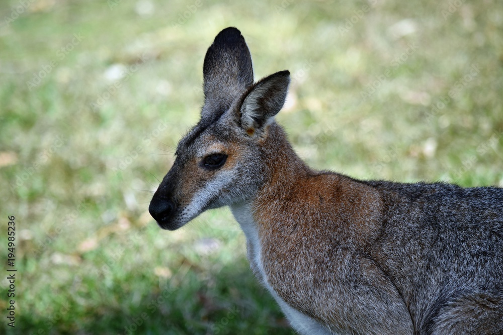 Portrait of young cute wild gray wallaby kangaroo Portrait of young cute wild gray wallaby kangaroo