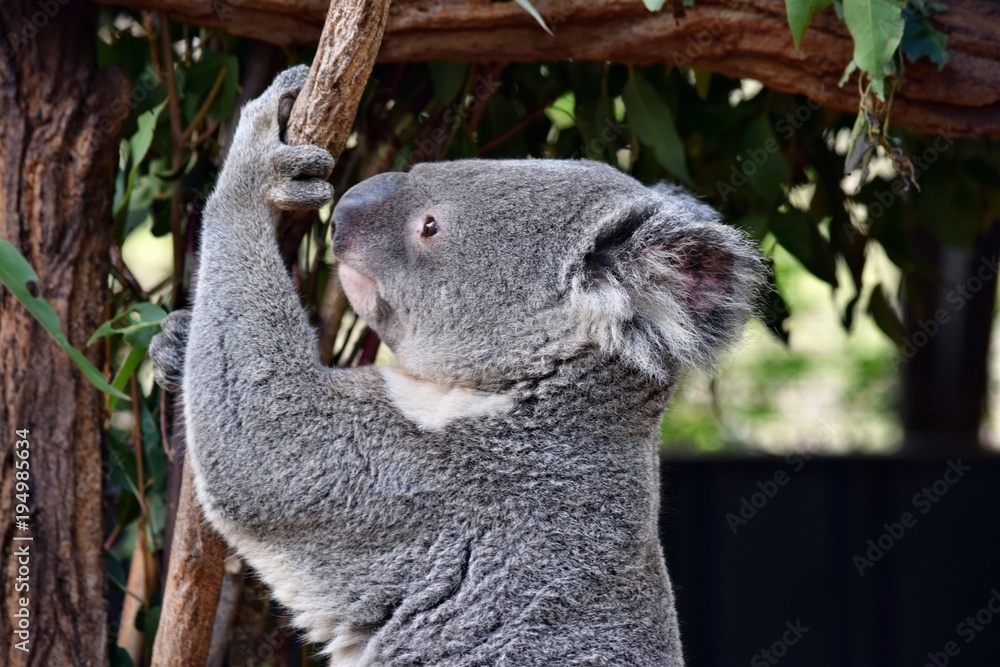 Obraz premium Cute koala looking on a tree branch eucalyptus
