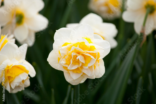 Fototapeta Naklejka Na Ścianę i Meble -  Blooming Daffodil Lingerie close up