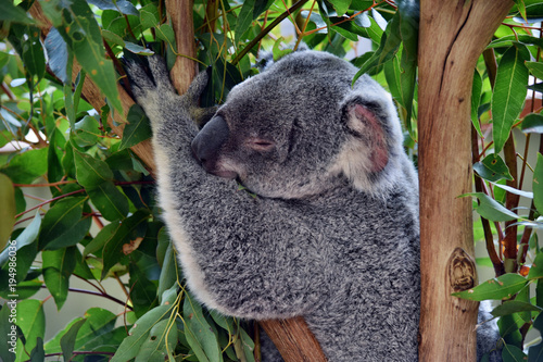 Fototapeta Naklejka Na Ścianę i Meble -  Cute koala looking on a tree branch eucalyptus