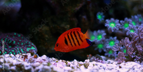 Flame Angelfish in reef tank