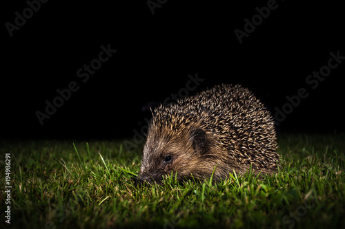 brauner stacheliger Igel Abends in Dunkelheit auf grüner Wiese / Garten
