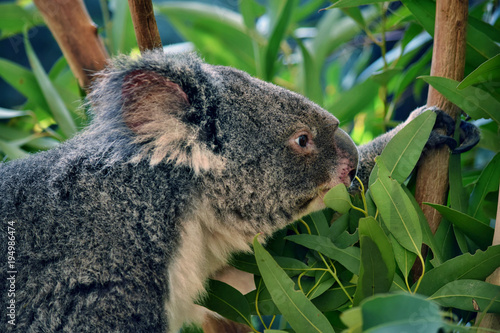 Cute koala eating eucalyptus on a tree branch