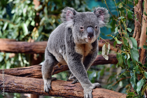 Cute huge koala walking on a tree branch eucalyptus