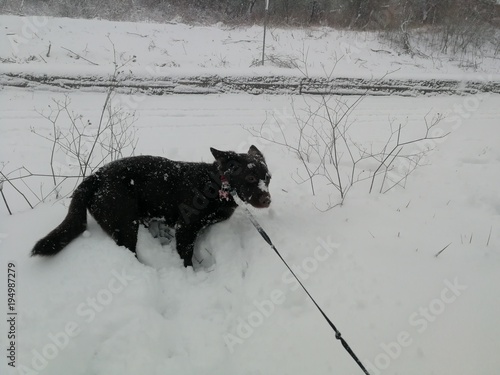 Cane sulla neve ha freddo photo